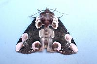 Thyatira batis