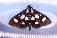 Anania funebris