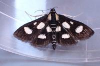 Anania funebris
