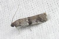 Ephestia welseriella