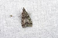 Eudonia mercurella