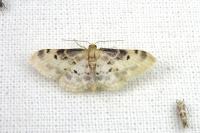 Idaea filicata