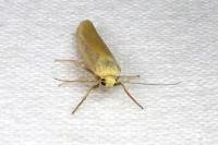 Indalia pygmaeola pallifrons