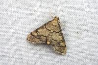 Metasia cuencalis bourgognei