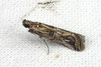 Pempelia genistella