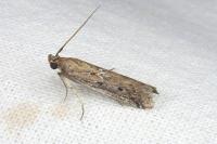 Pempeliella ardosiella venturiella