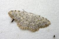 Scopula submutata roseonitens