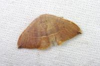 Watsonalla uncinula