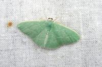 Xenochlorodes olympiaria