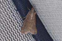 Assara conicolella
