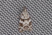 Scoparia pyralella