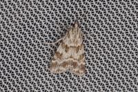 Scoparia pyralella