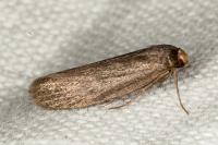 Achroia grisella