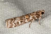 Dioryctria sylvestrella