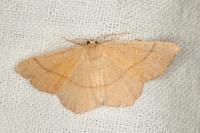 Cyclophora ruficiliaria
