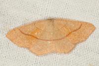 Cyclophora ruficiliaria