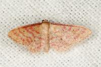 Idaea rhodogrammaria