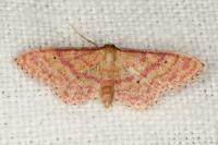 Idaea rhodogrammaria