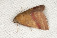 Phytometra viridaria