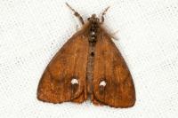 Orgyia antiqua