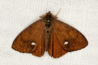 Orgyia antiqua