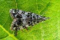 Eudonia lacustrata