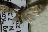 Ephestia woodiella