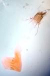 Ephestia woodiella