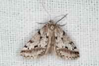 Eumannia oranaria