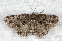 Peribatodes ilicaria ilicaria