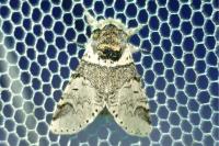 Furcula furcula