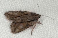 Bryophila raptricula