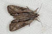 Bryophila raptricula