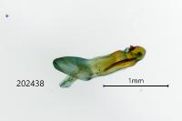 Scopula immorata