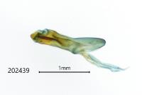 Scopula immorata