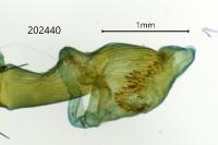 Eupithecia abbreviata