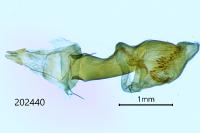 Eupithecia abbreviata