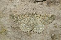 Scopula immorata