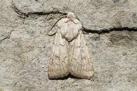 Agrotis simplonia