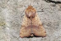 Sideridis lampra