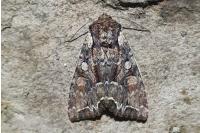 Lacanobia thalassina