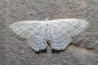 Scopula incanata