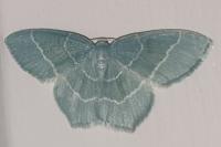 Jodis lactearia