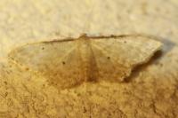 Idaea fuscovenosa
