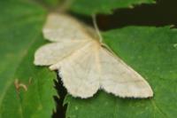 Idaea dilutaria