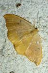 Watsonalla binaria
