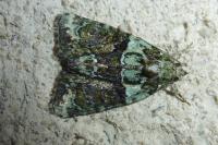 Cryphia algae