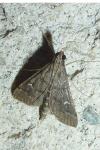 Dolicharthria punctalis