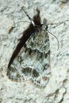 Eudonia mercurella