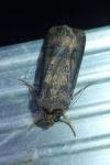 Agrotis ipsilon